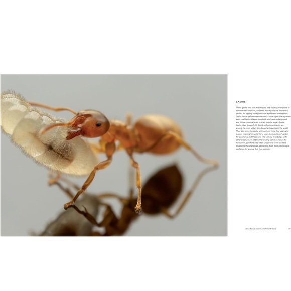 ANTS ~ Workers of the World ~ Hardcover Coffee Table Book ~ Illustrated - Picture 7 of 10